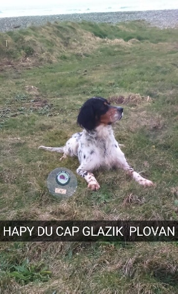 CH. TR. Hapy Du Cap Glazik